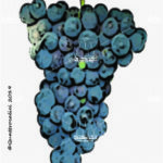 The Pugnitello Wine Grape in Italy