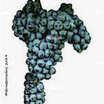 The Raboso Piave Wine Grape in Italy