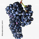 The Raboso Veronese Wine Grape in Italy