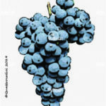 The Rebo Wine Grape in Italy