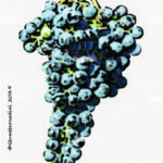 The Recantina Wine Grape in Italy