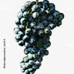 The Refosco nostrano Wine Grape in Italy