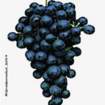 The Refosco dal peduncolo rosso Wine Grape in Italy