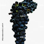 The Regent Wine Grape in Italy