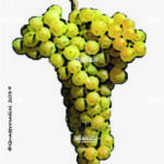 The Ribolla gialla Wine Grape in Italy