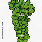 The Riesling Italico Wine Grape in Italy