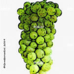 The Riesling Renano Wine Grape in Italy