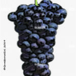 The Rondinella Wine Grape in Italy