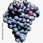 The Rossese Wine Grape in Italy