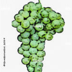 The Rossese bianco Wine Grape in Italy