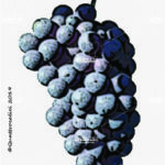 The Rossignola Wine Grape in Italy