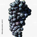 The Rossola nera Wine Grape in Italy