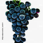 The Rotberger Wine Grape in Italy