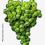 The Roussanne Wine Grape in Italy