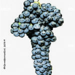 The Ruchè Wine Grape in Italy