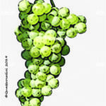 The S. Lunardo Wine Grape in Italy