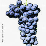 The Sagrantino Wine Grape in Italy