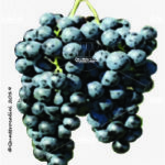 The Saint Laurent Wine Grape in Italy