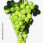 The Santa Maria Wine Grape in Italy