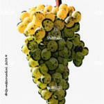 The Sauvignon Wine Grape in Italy