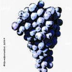 The Schiava gentile Wine Grape in Italy