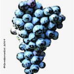 The Schiava grossa Wine Grape in Italy