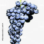 The Schioppettino Wine Grape in Italy