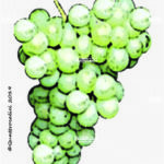 The Sciaglin Wine Grape in Italy