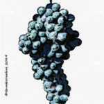 The Sciascinoso Wine Grape in Italy