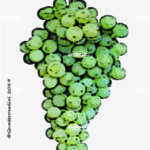 The Scimiscià Wine Grape in Italy