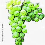 The Semidano Wine Grape in Italy