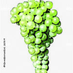 The Sémillon Wine Grape in Italy