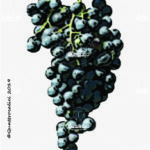 The Sennen Wine Grape in Italy