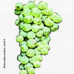 The Spergola Wine Grape in Italy