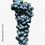 The Susumaniello Wine Grape in Italy