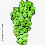 The Sylvaner verde Wine Grape in Italy