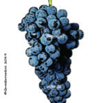 The Syrah Wine Grape in Italy