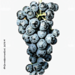 The Tazzelenghe Wine Grape in Italy