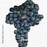 The Tempranillo Wine Grape in Italy