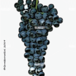 The Teroldego Wine Grape in Italy