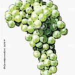 The Timorasso Wine Grape in Italy