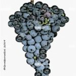 The Tintilia Wine Grape in Italy