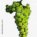 The Tocai Friulano Wine Grape in Italy