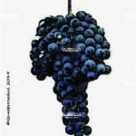 The Tocai rosso Wine Grape in Italy