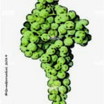 The Torbato Wine Grape in Italy