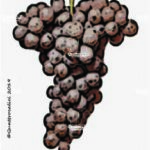 The Traminer aromatico Wine Grape in Italy