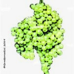 The Trebbiano Abruzzese Wine Grape in Italy