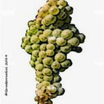 The Trebbiano di Soave Wine Grape in Italy