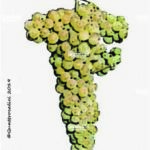The Trebbiano giallo Wine Grape in Italy