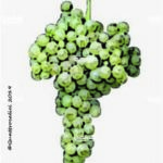 The Trebbiano Romagnolo Wine Grape in Italy